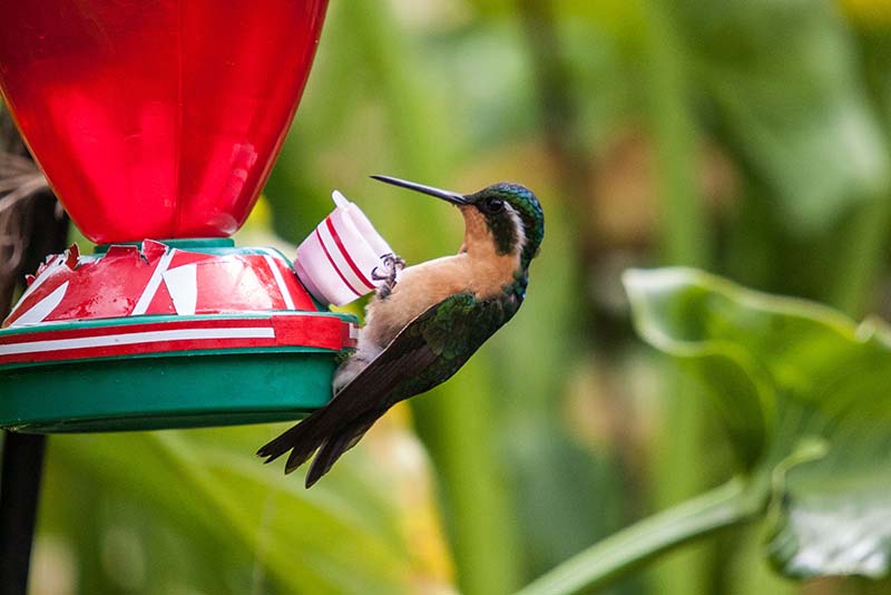 Purple-throated Mountain Gem (f)