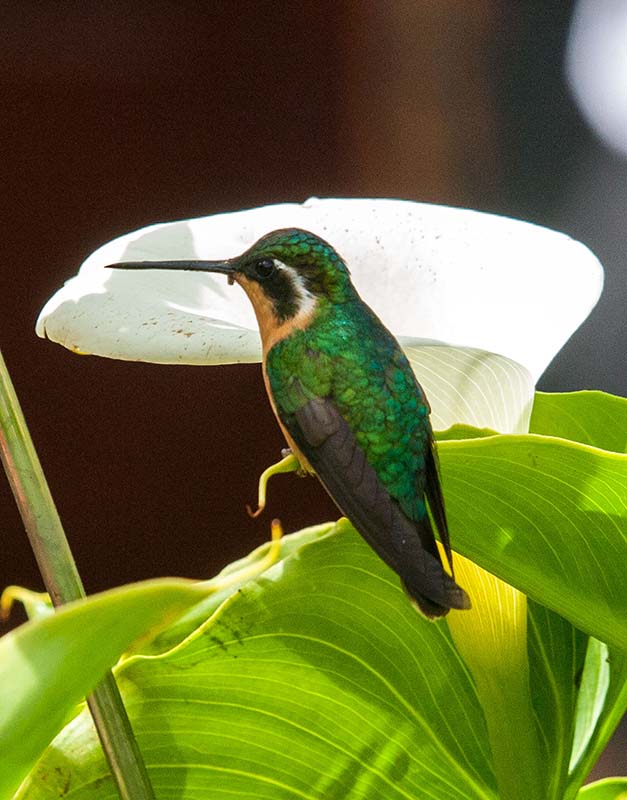 Purple-throated Mountain Gem (f)