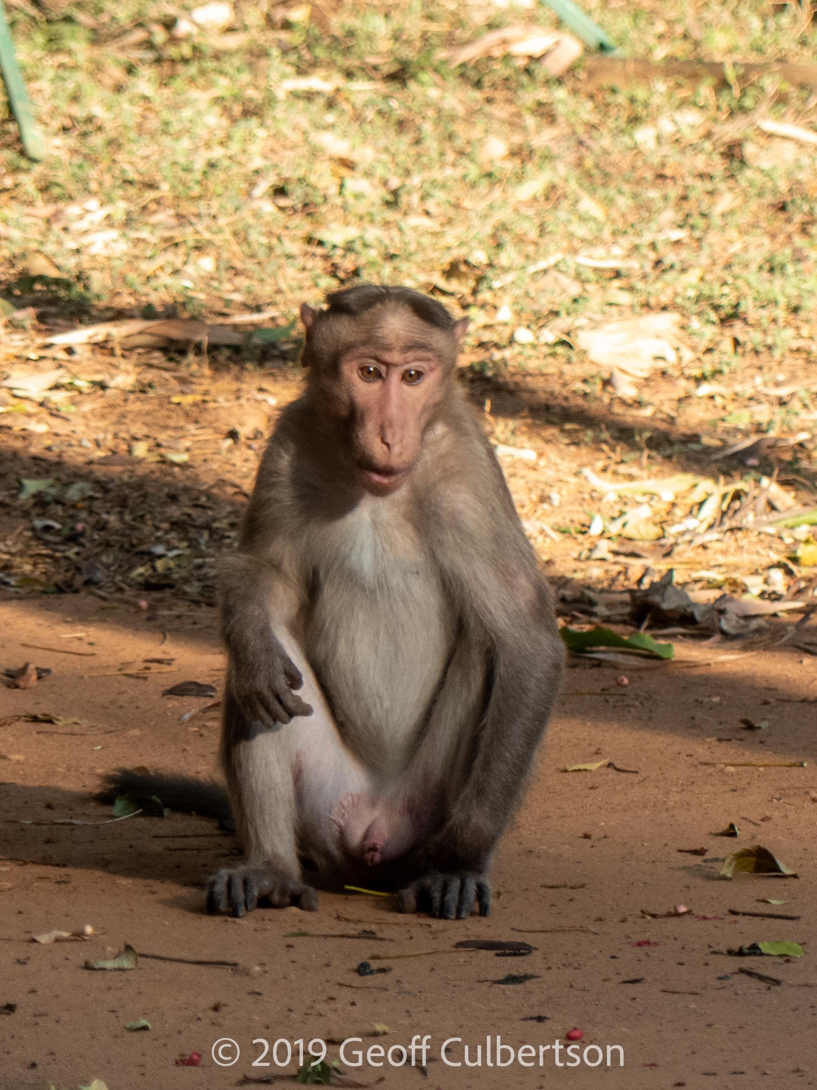 Macaca radiata