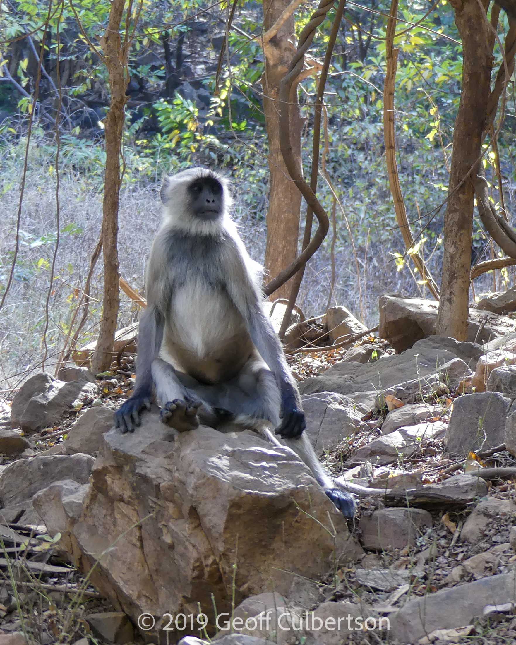Semnopithecus entellus