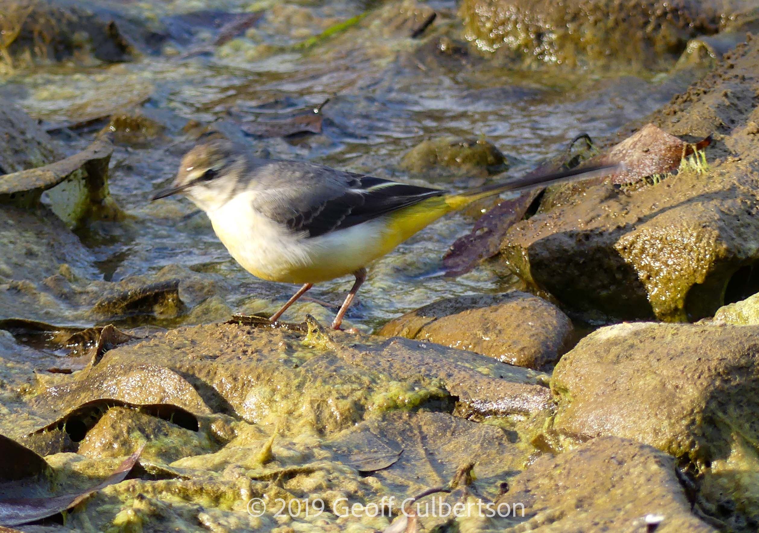Motacilla flava