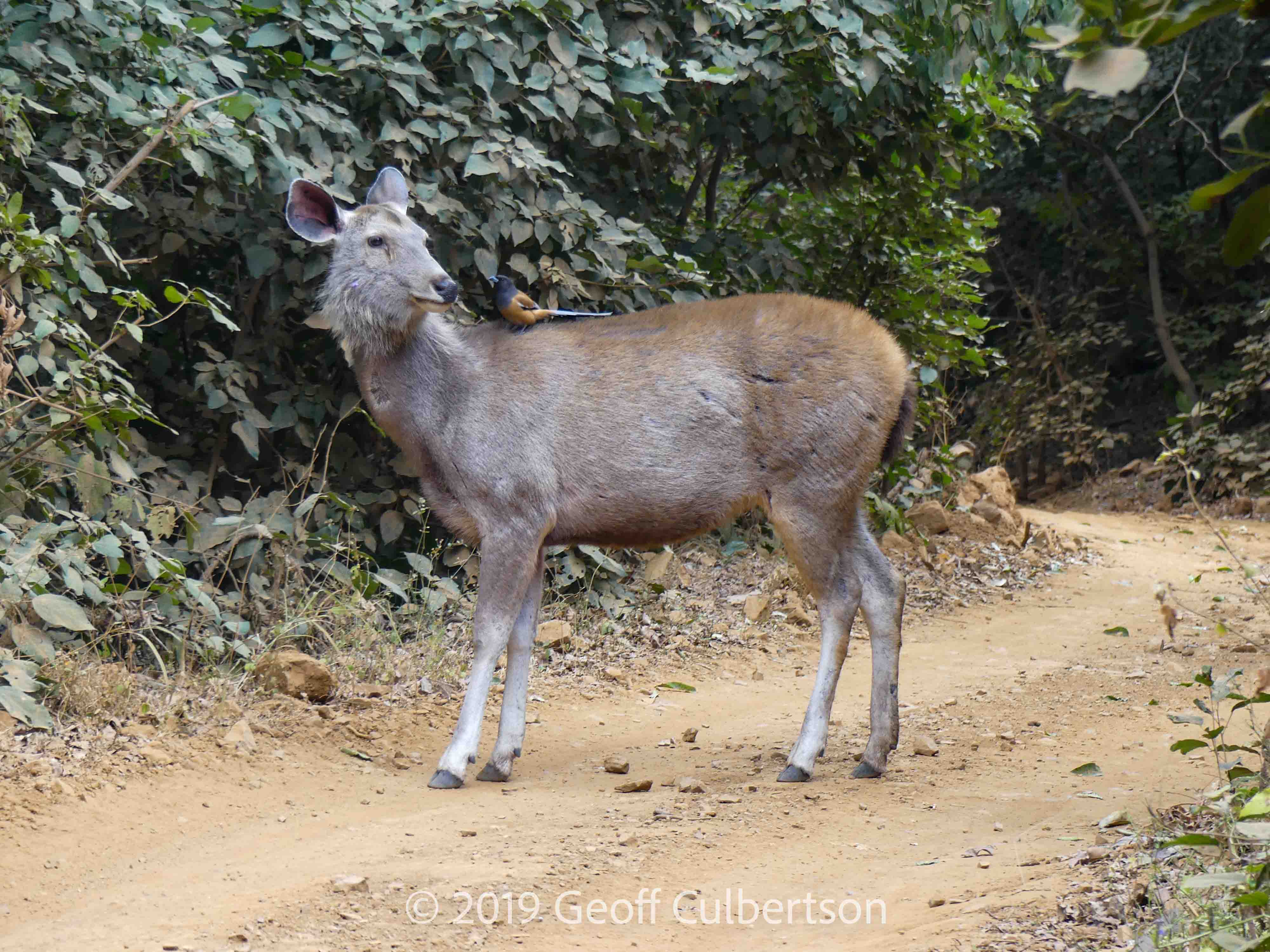 Rusa unicolor & Dendrocitta vagabunda