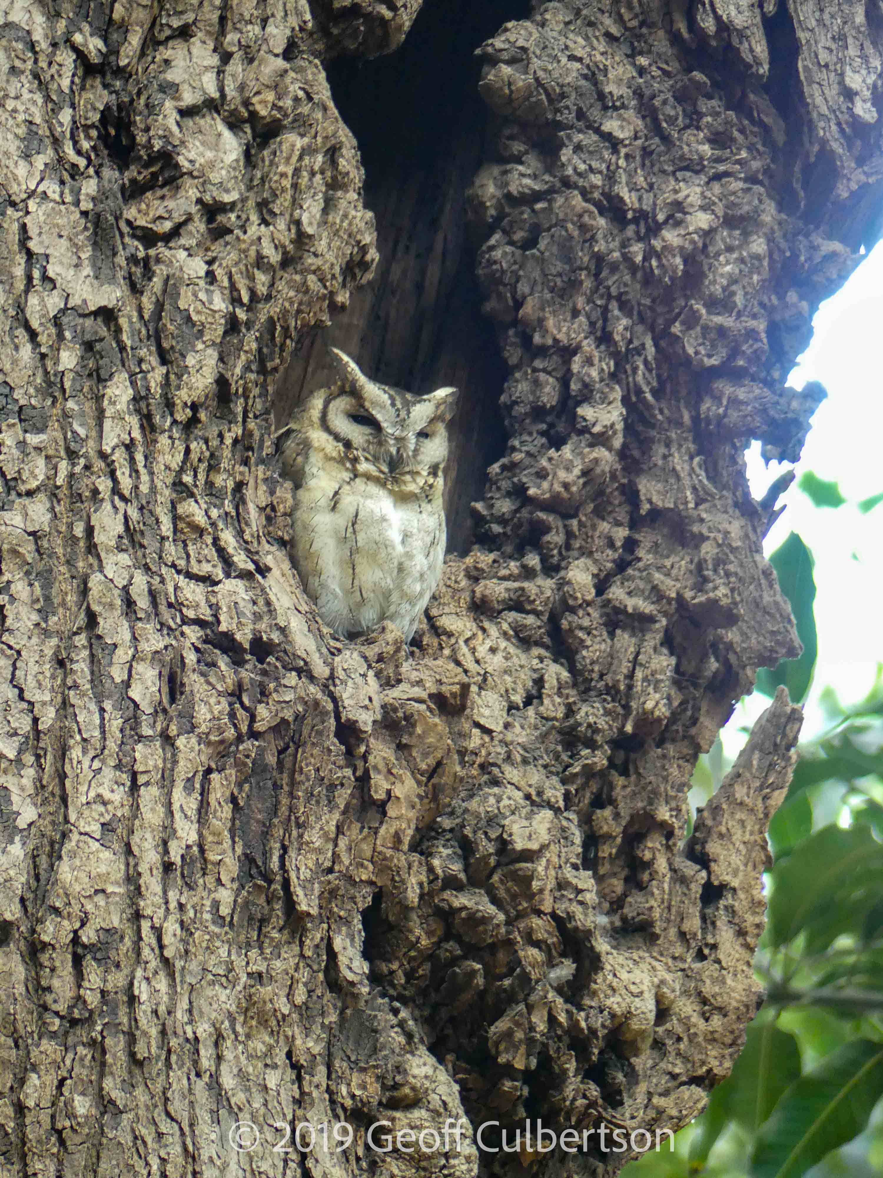 Otus bakkamoena