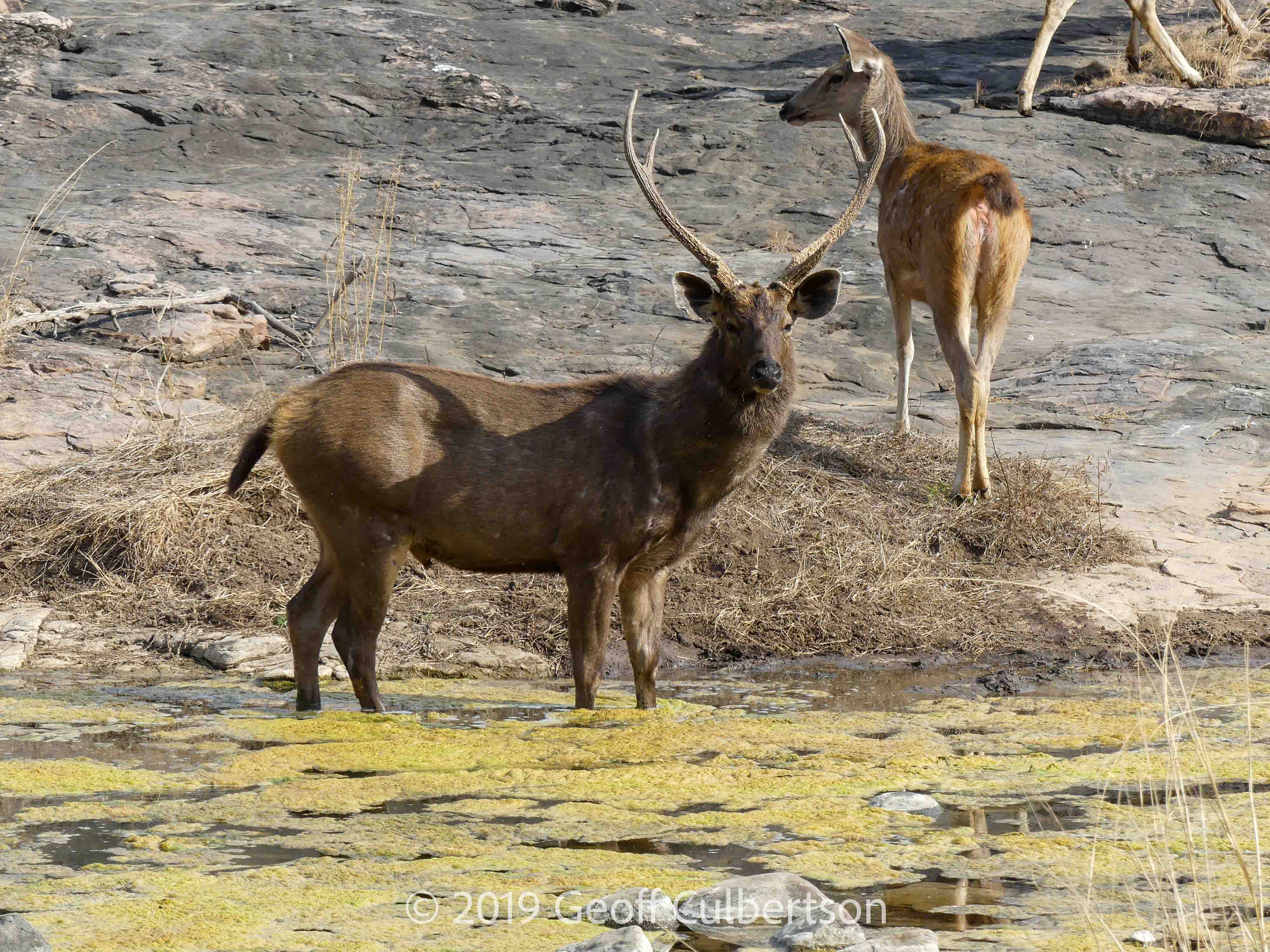 Rusa unicolor
