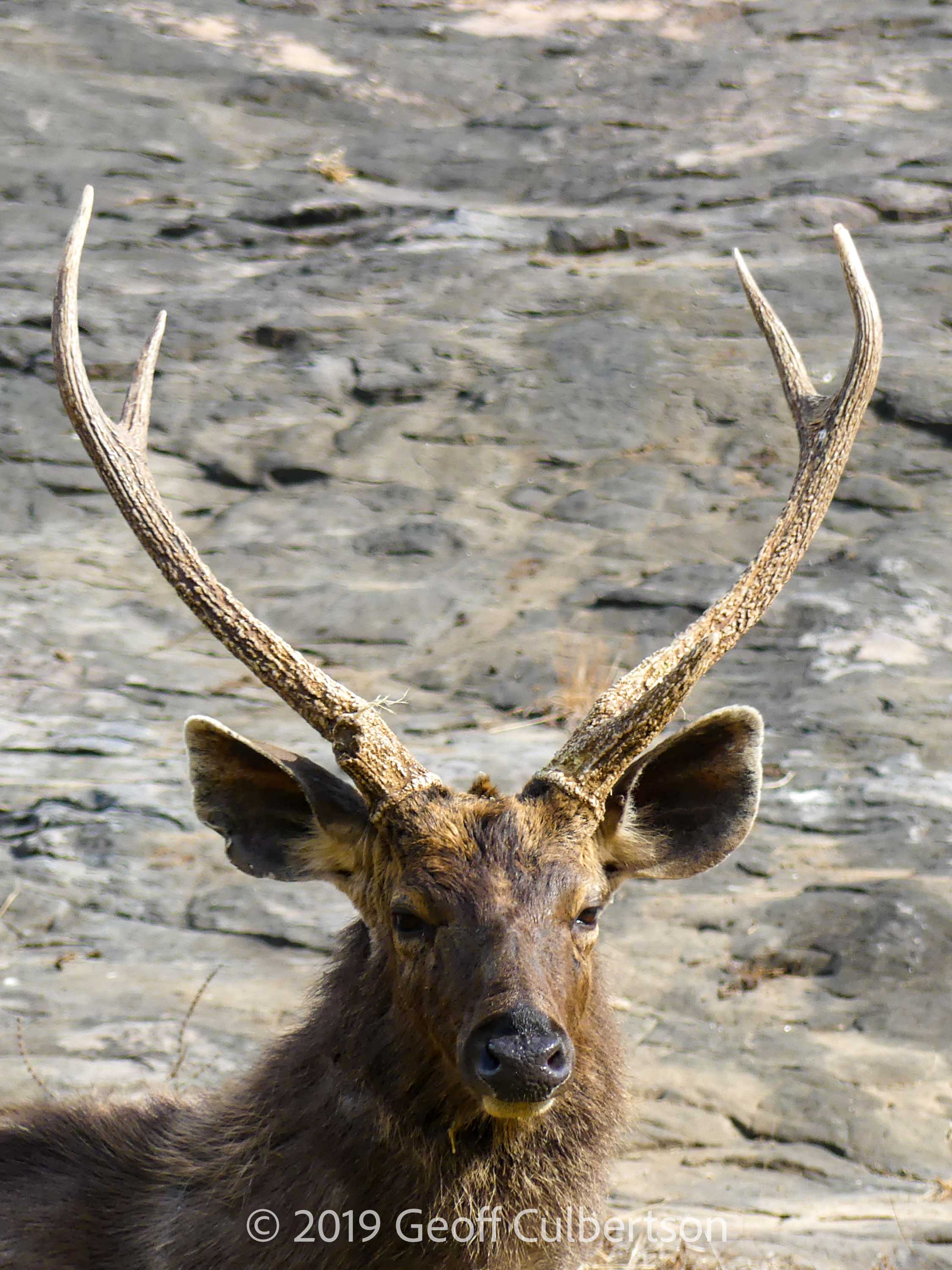 Rusa unicolor