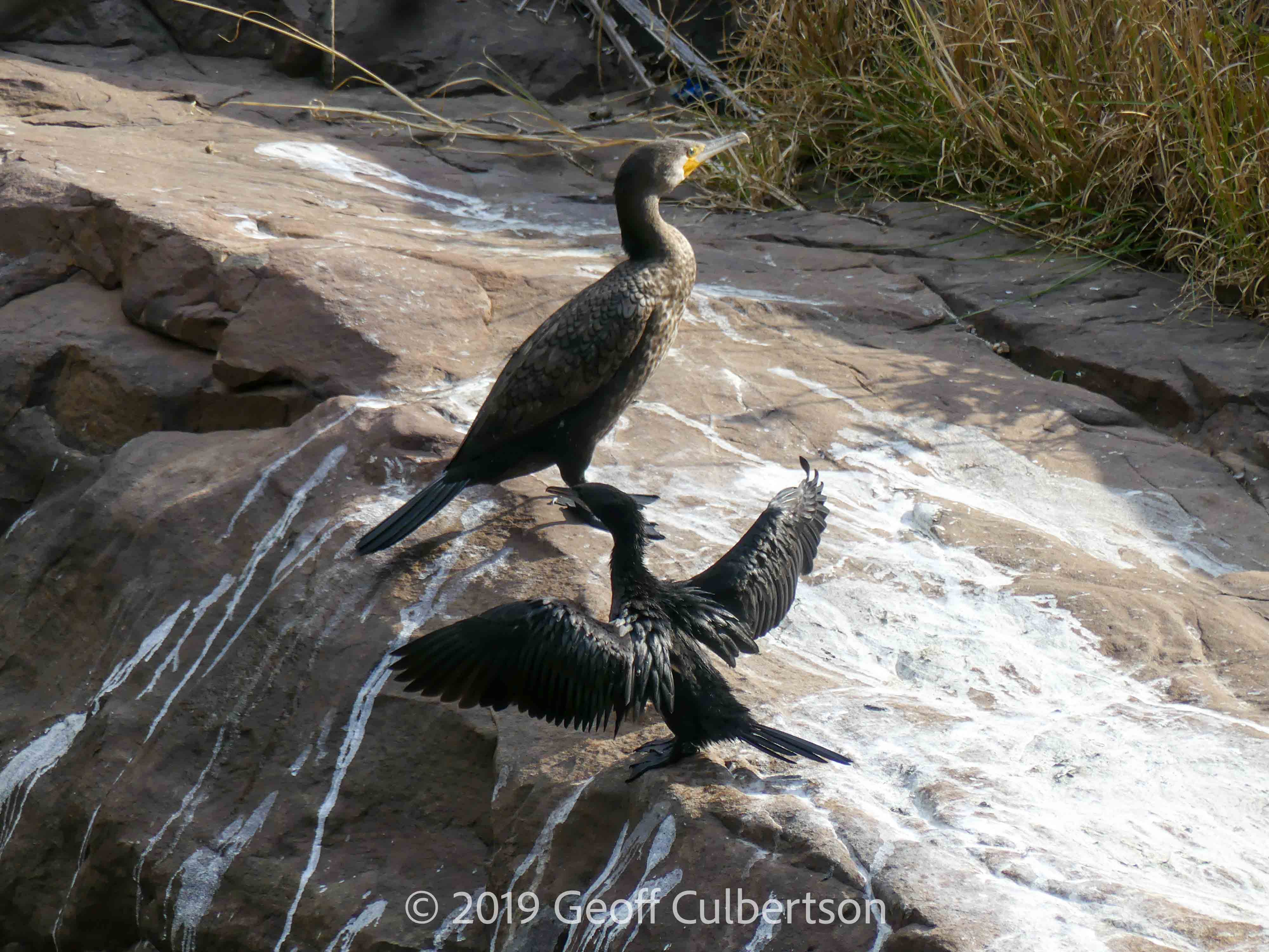Phalacrocorax fuscicollis, Phalacrocorax niger