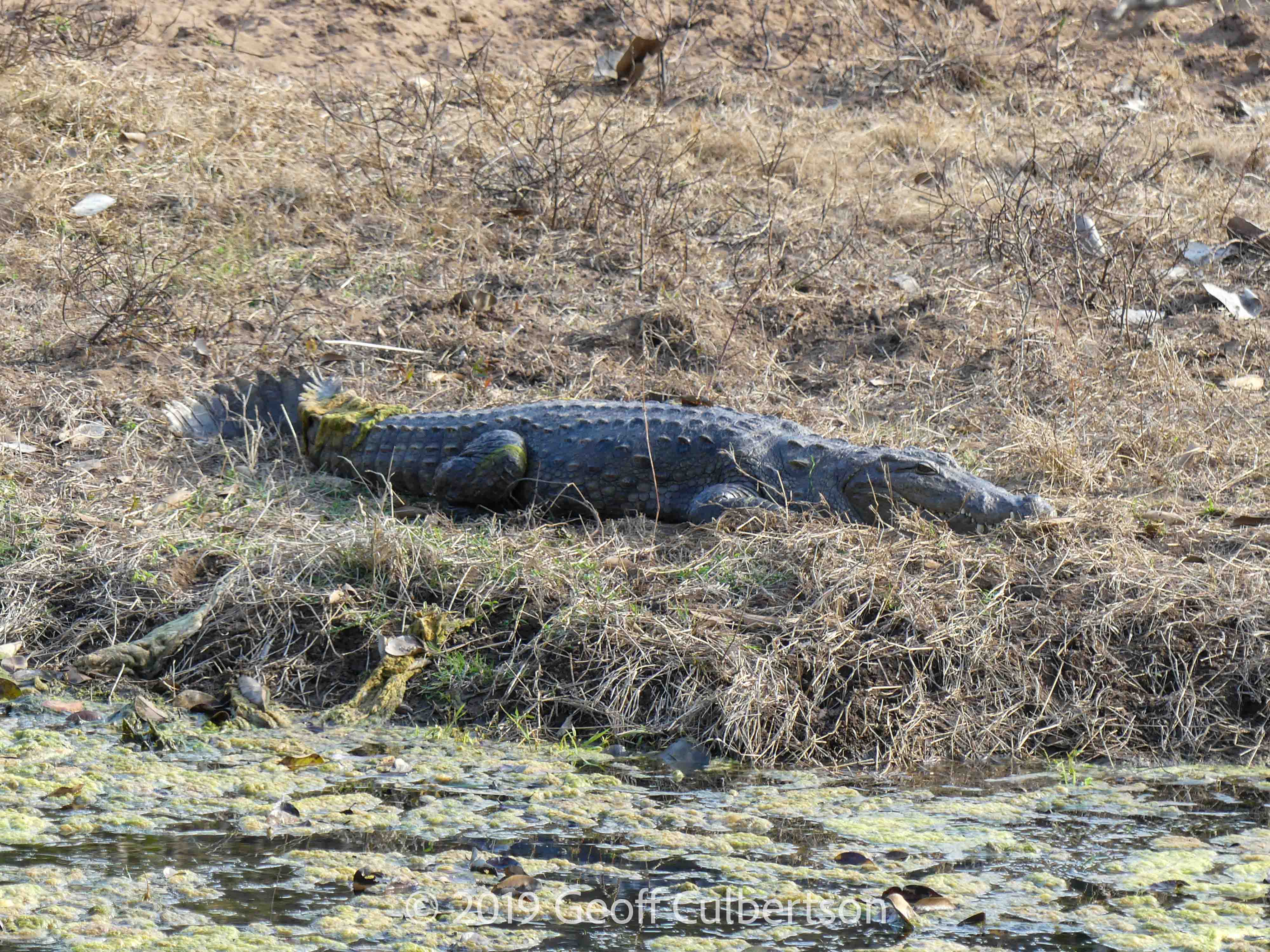 Crocodylus palustris