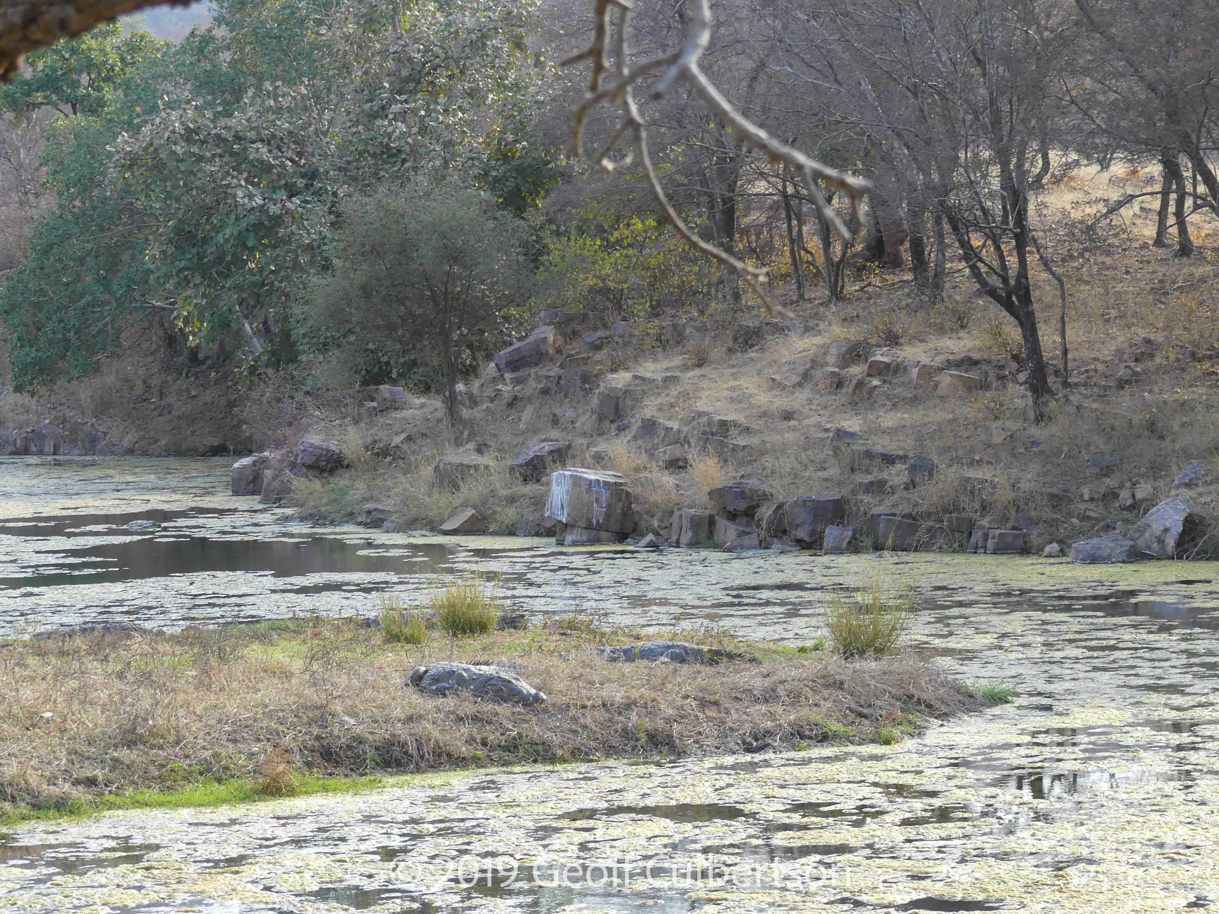 Crocodylus palustris