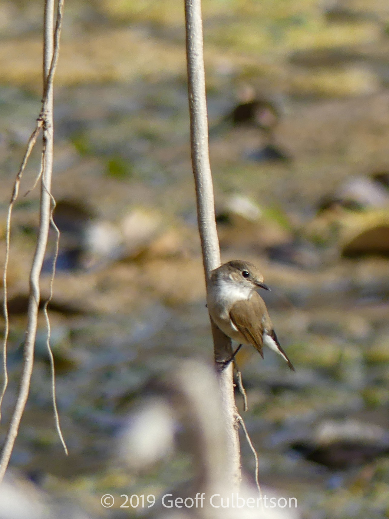 Ficedula parva
