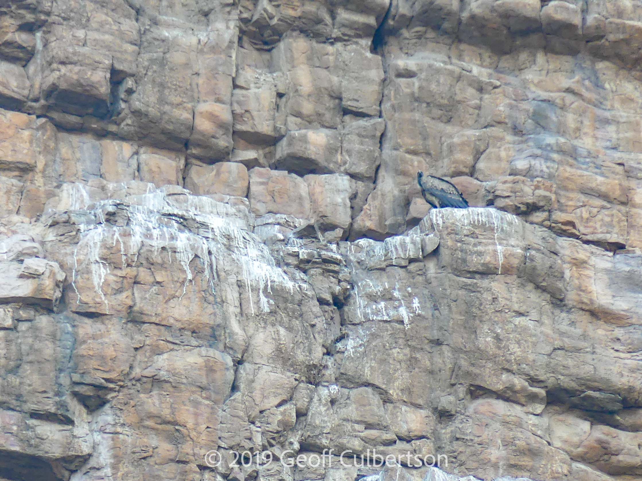 Gyps fulvus