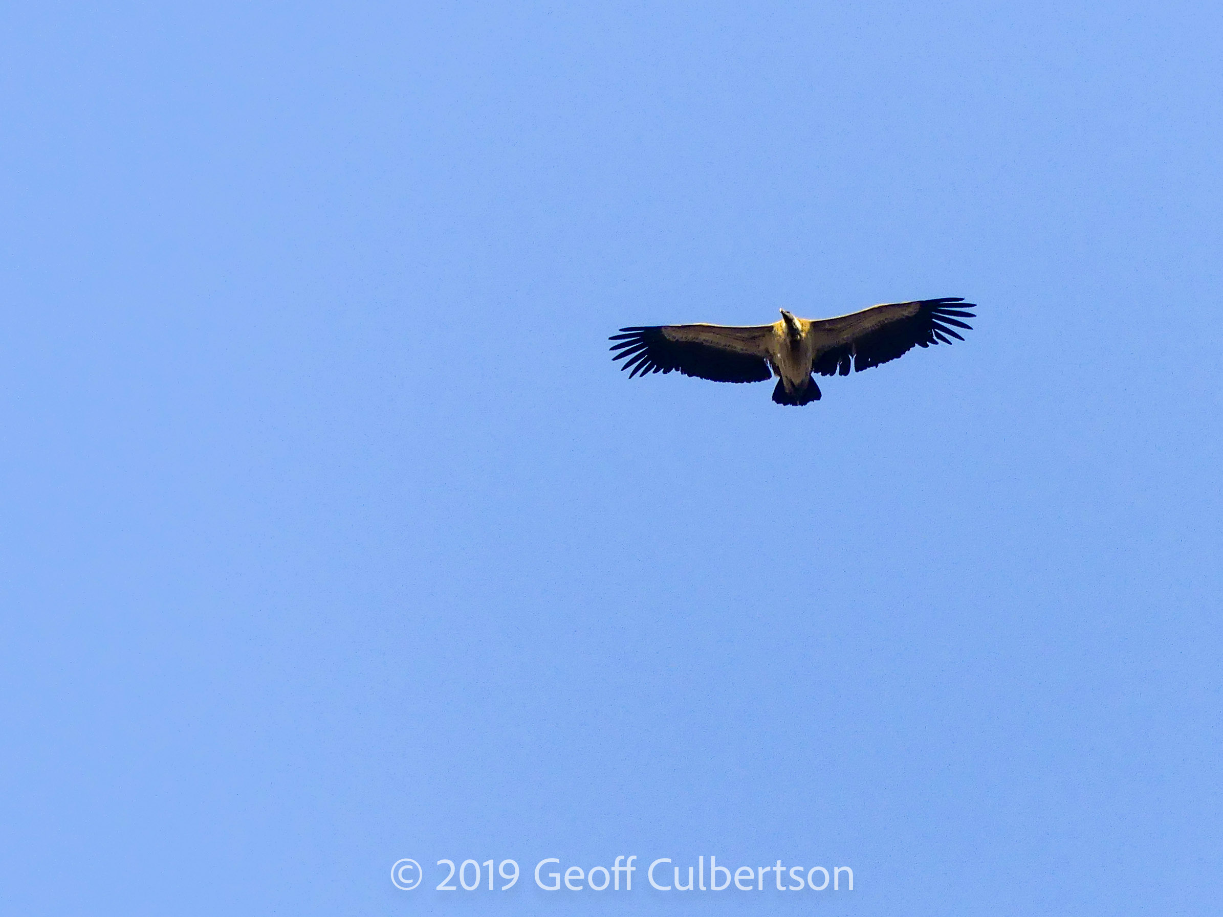 Gyps fulvus