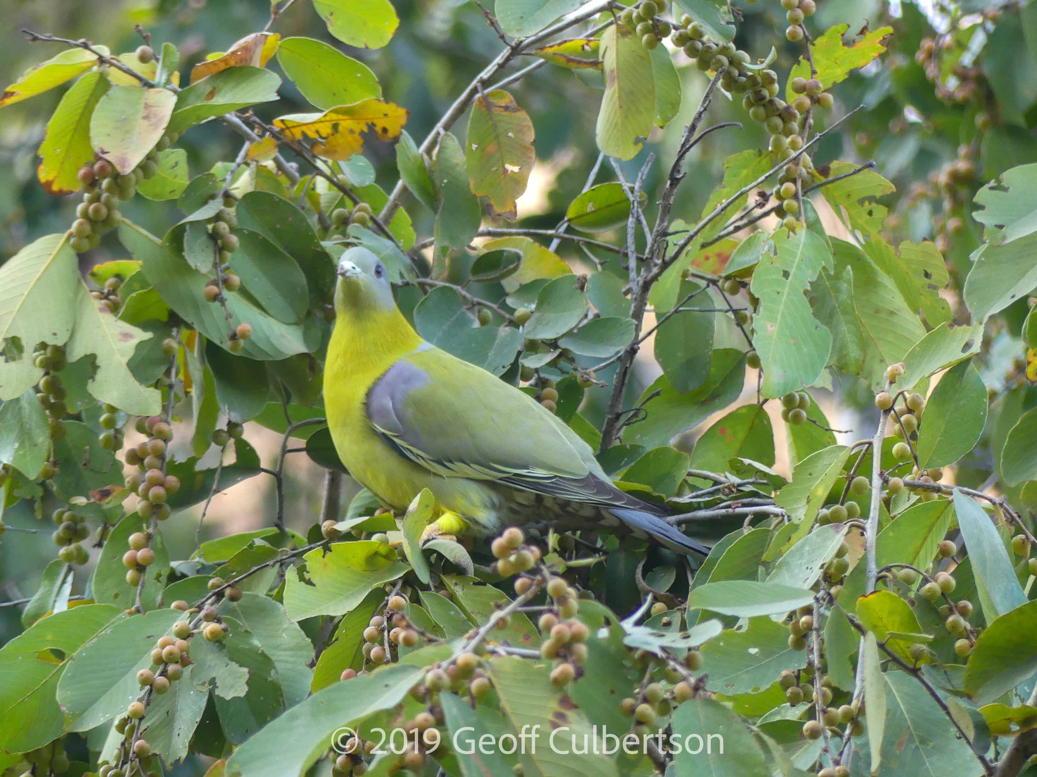 Treron phoenicopterus
