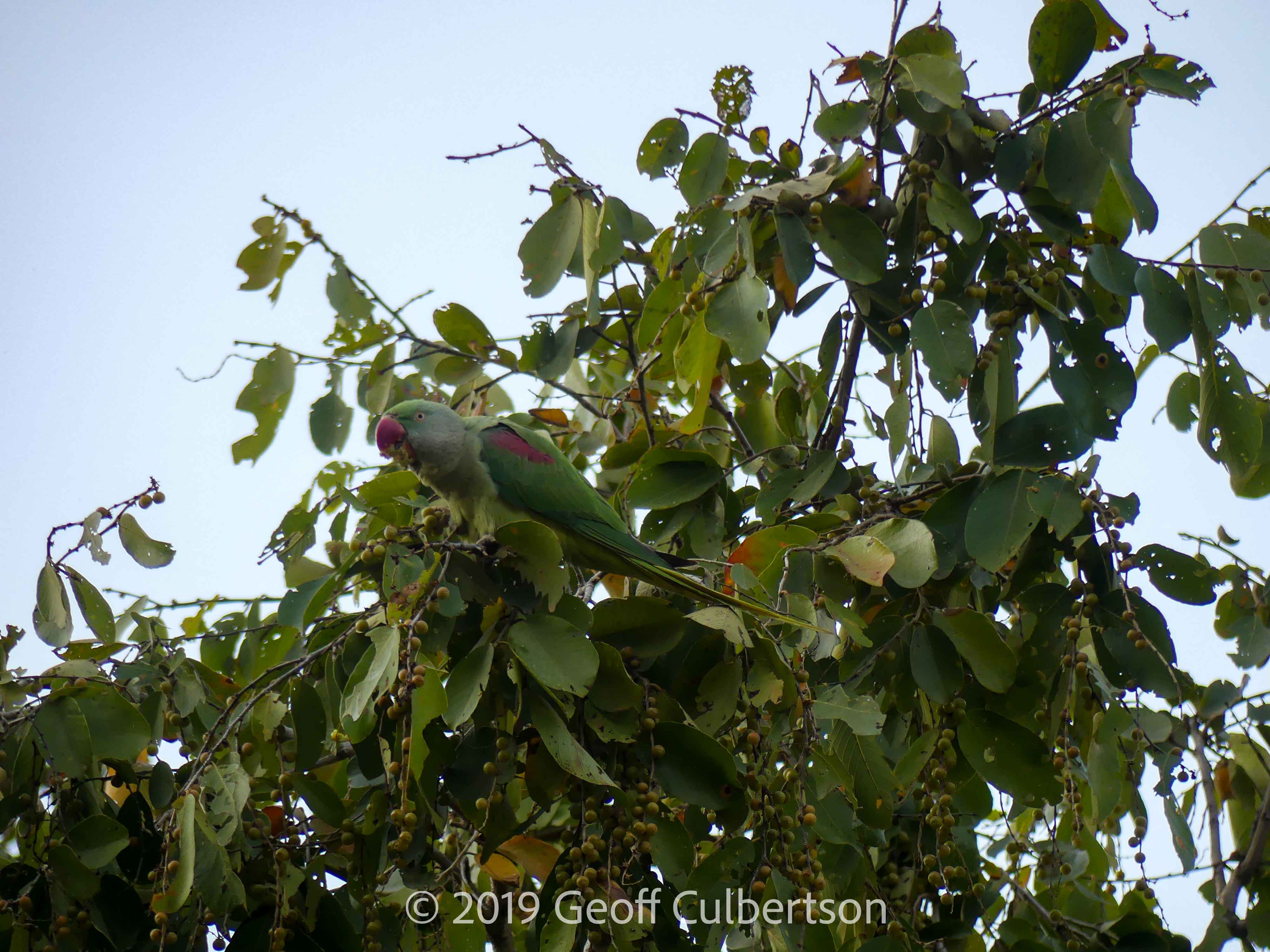 Psittacula eupatria