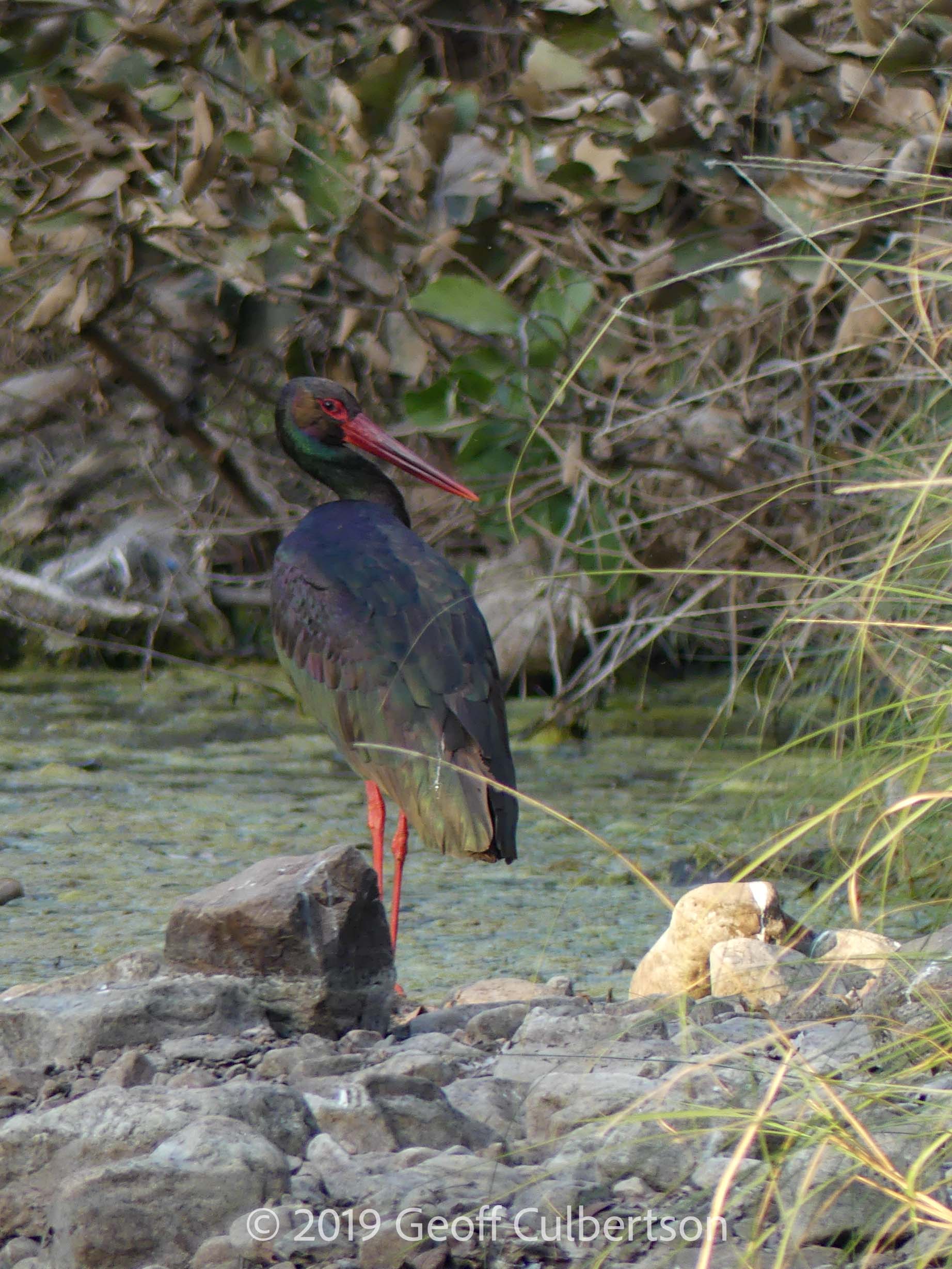 Ciconia nigra