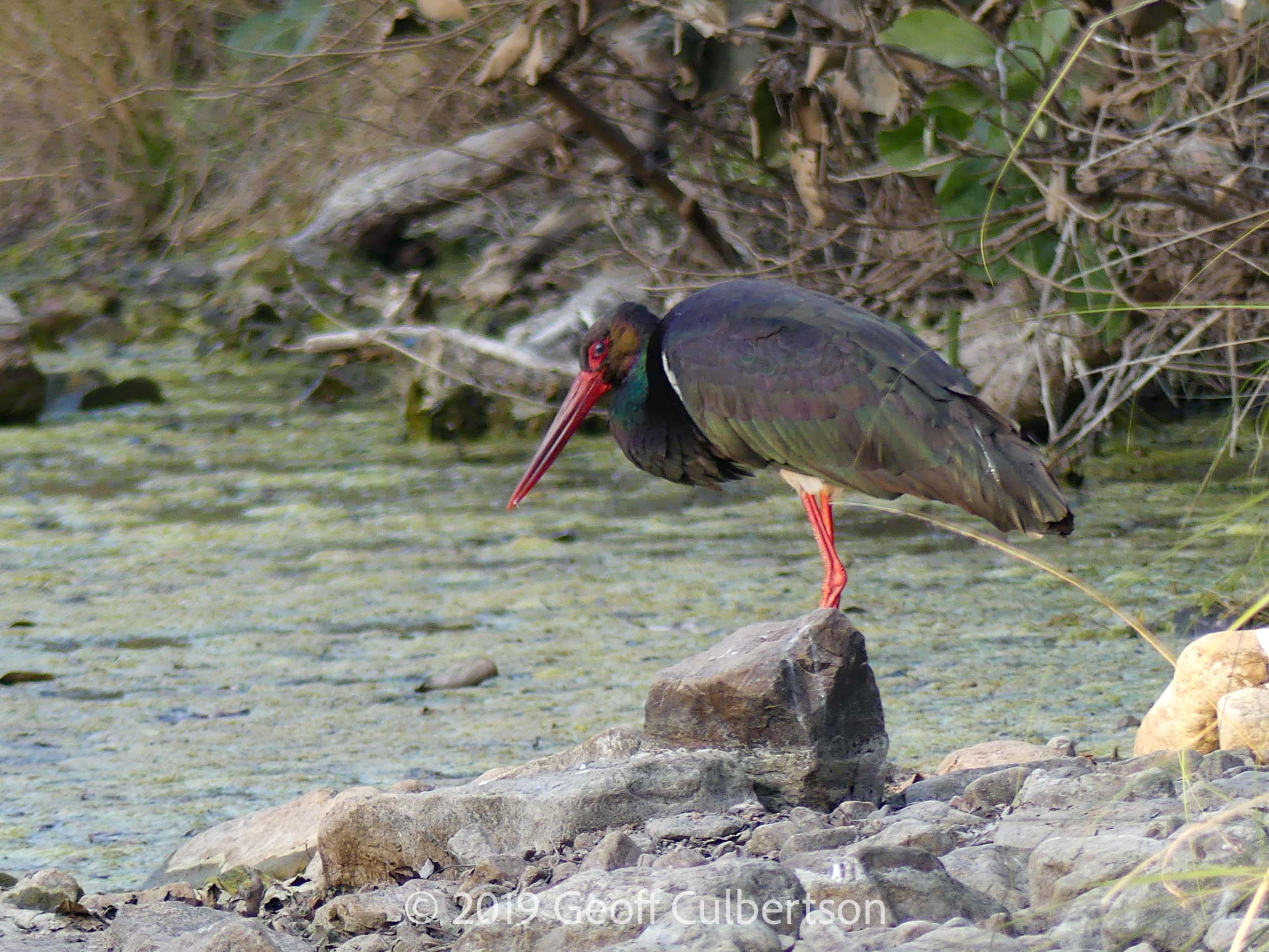 Ciconia nigra