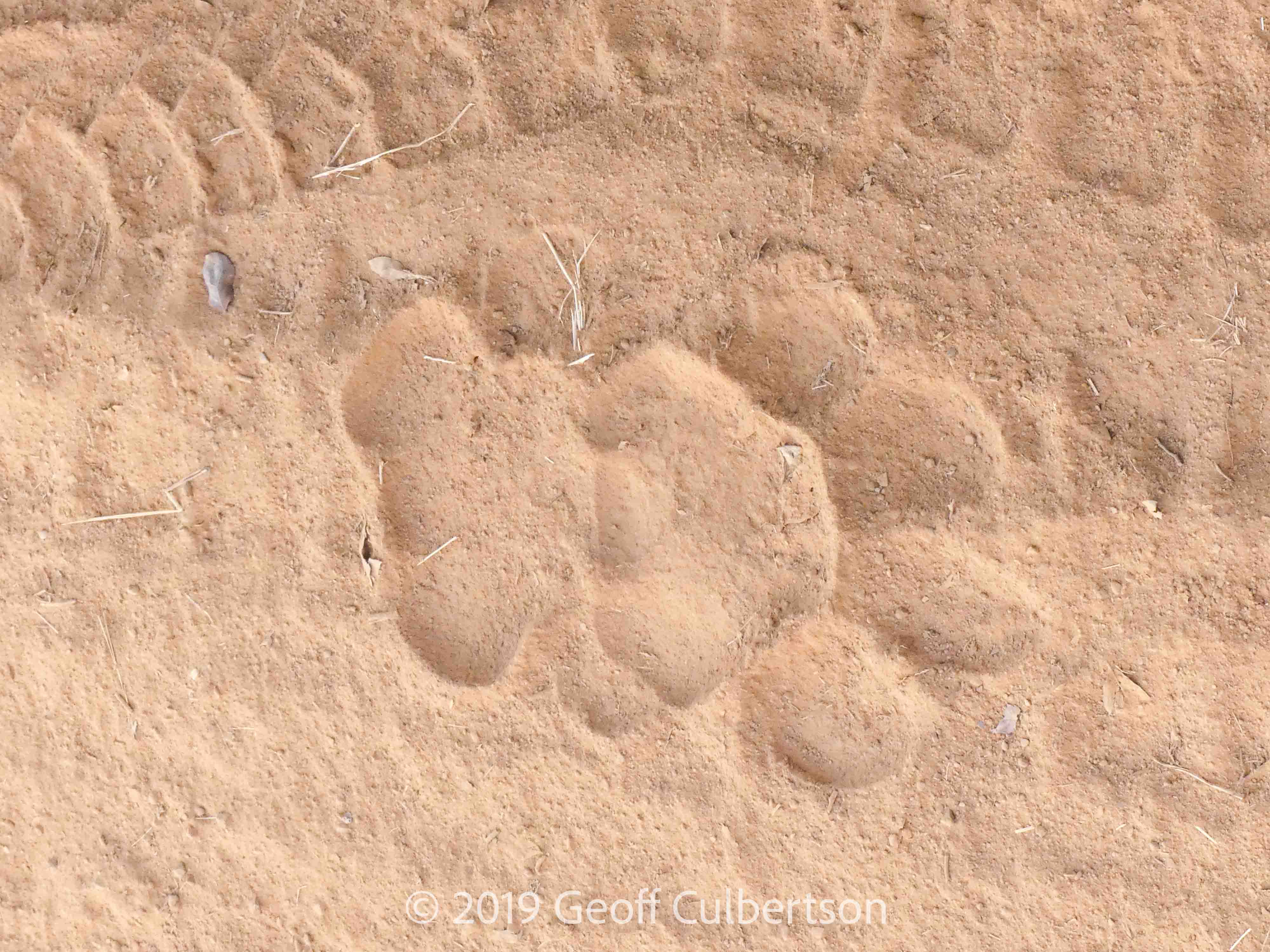Panthera tiris tigris