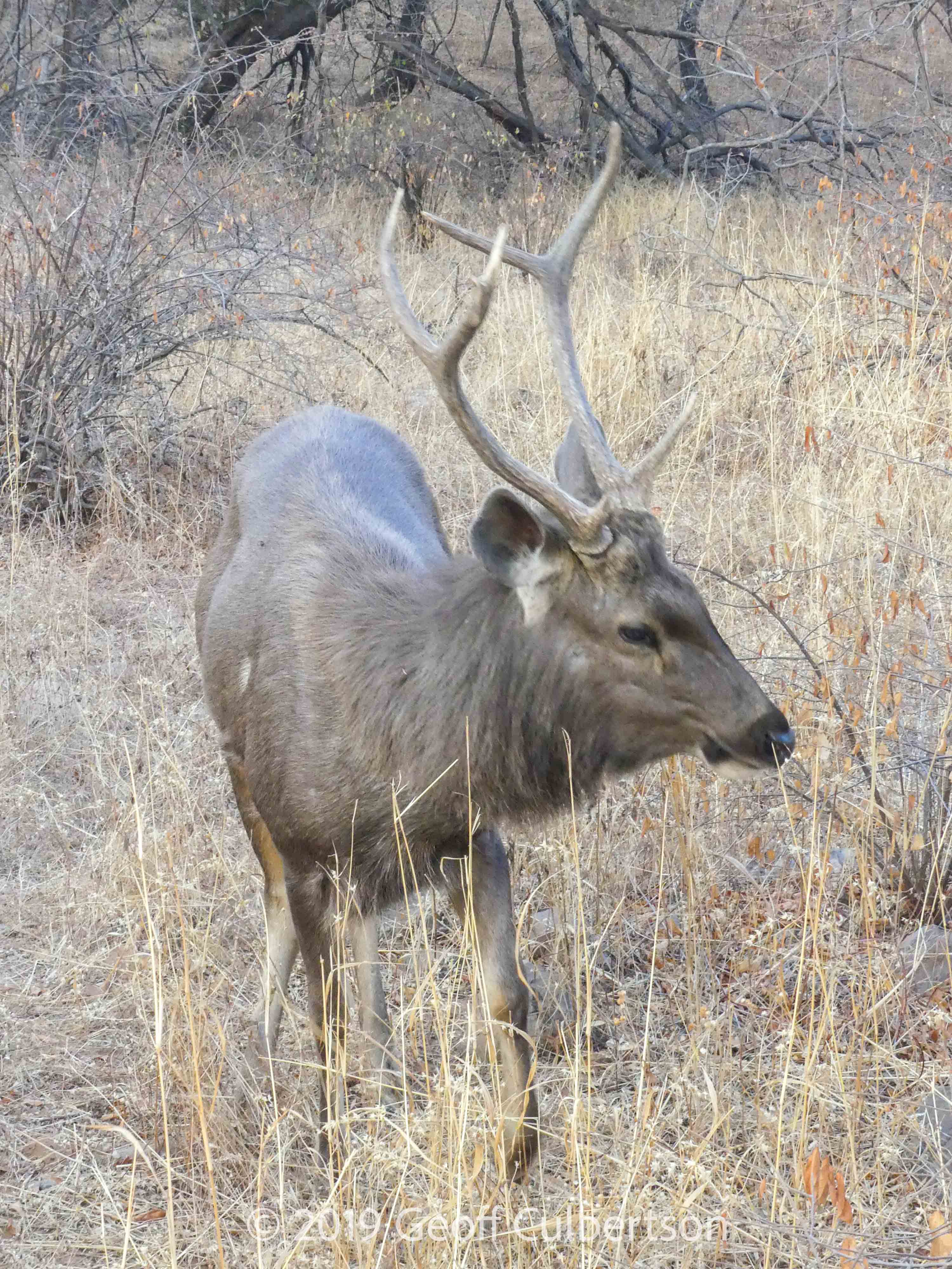 Rusa unicolor
