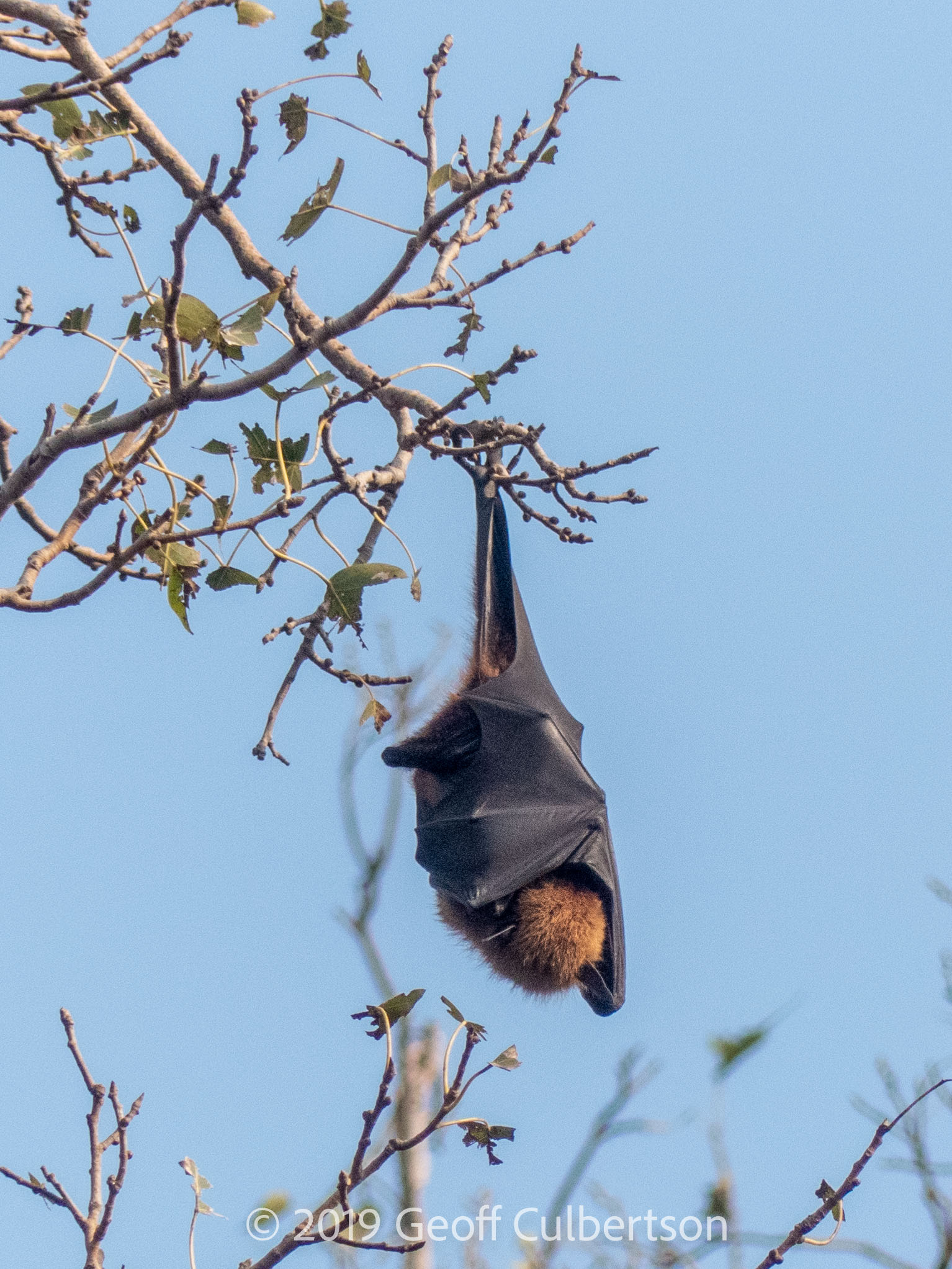 Pteropus giganteus
