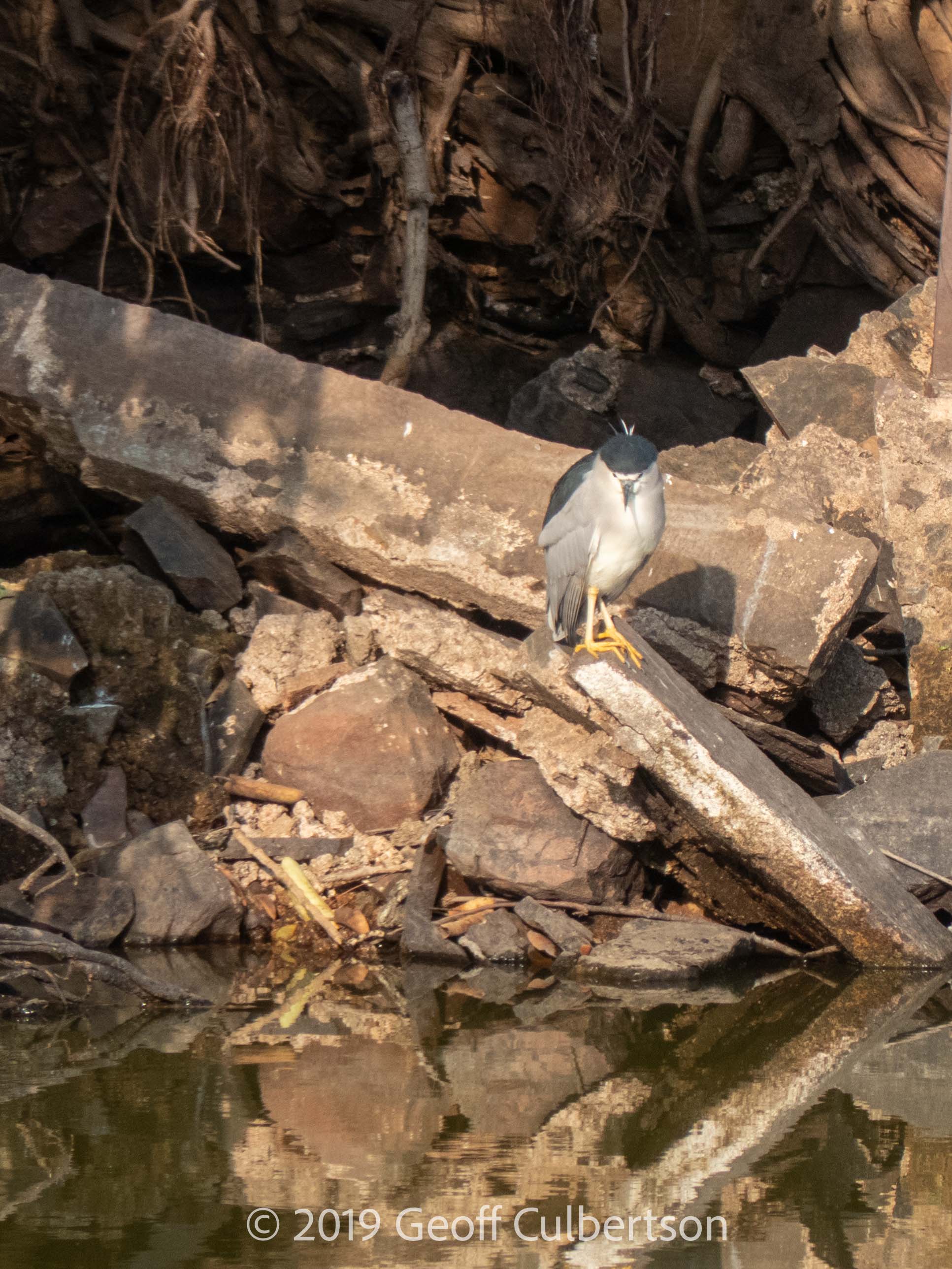 Nycticorax nycticorax