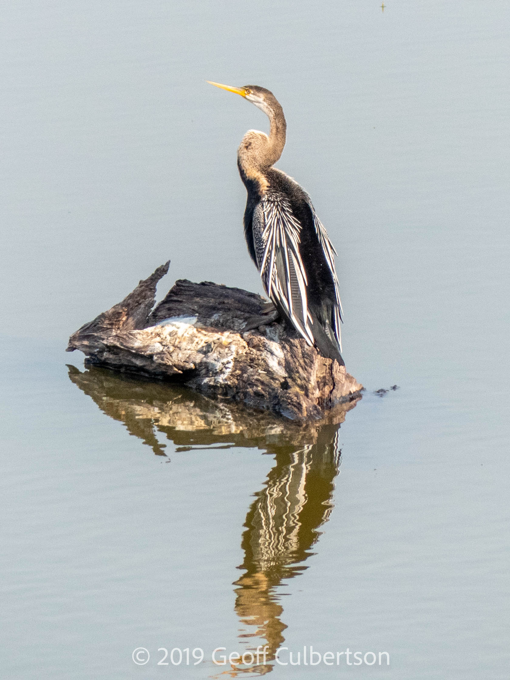 Anhinga melanogaster