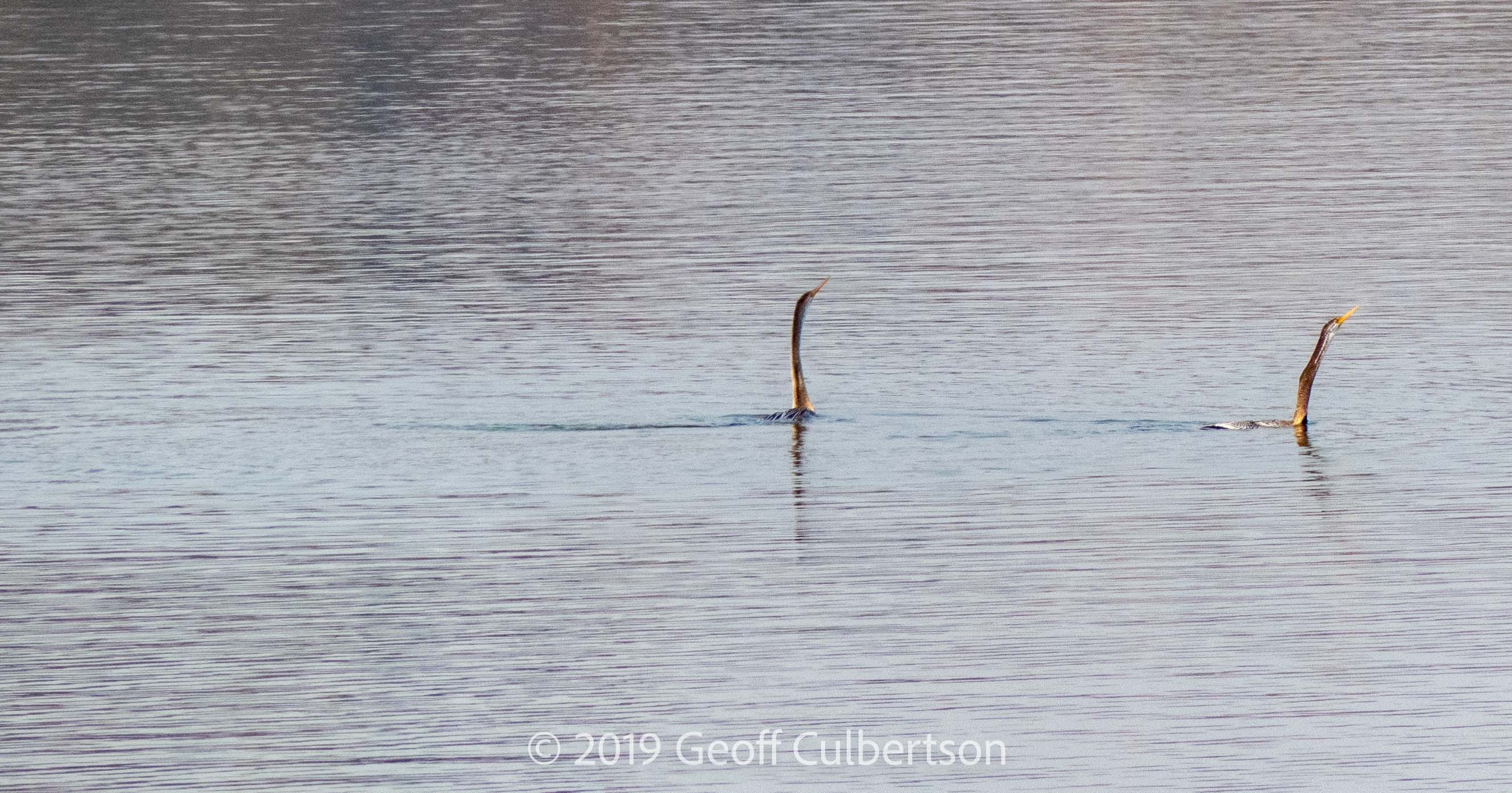Anhinga melanogaster
