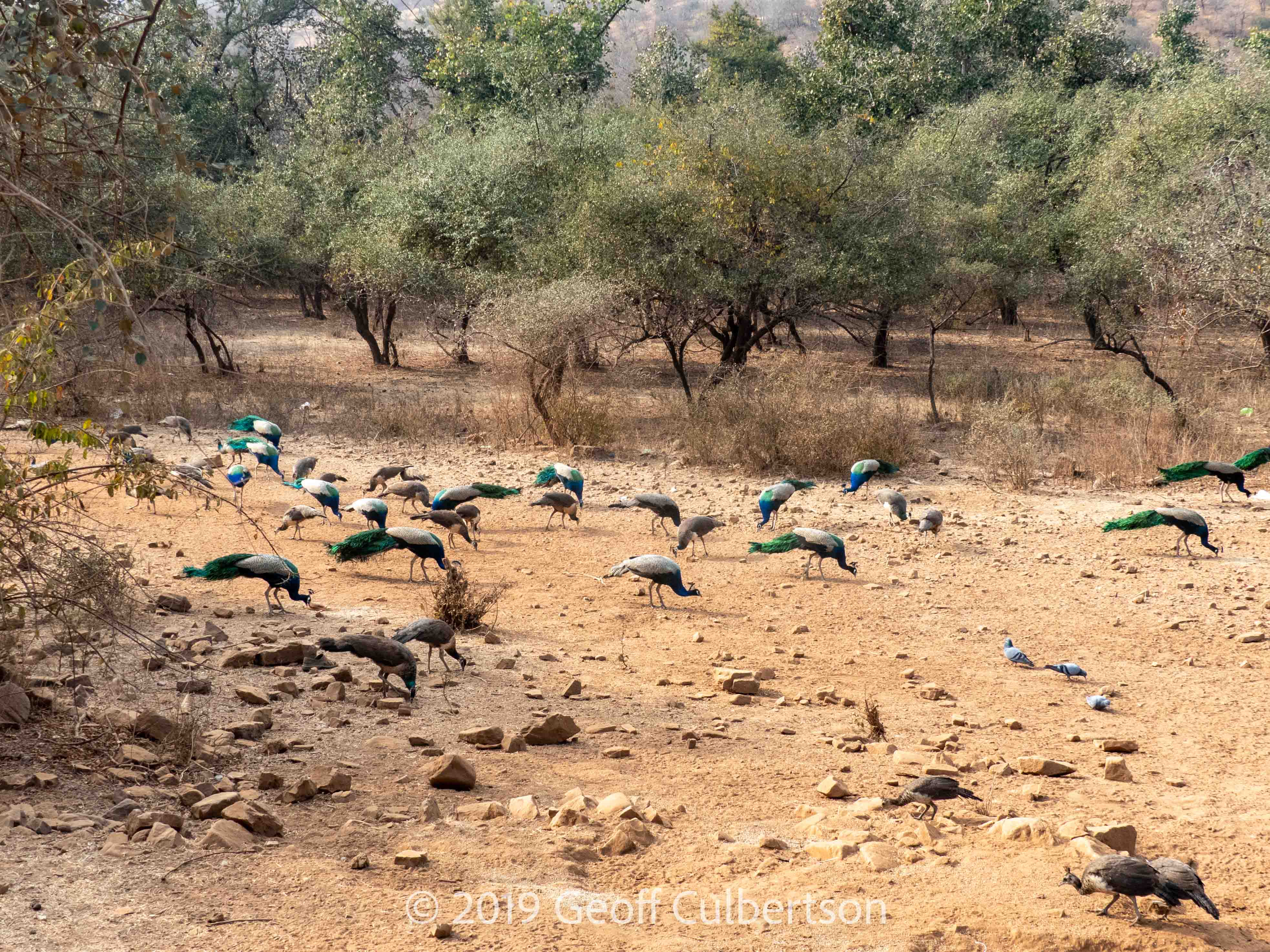 Pavo cristatus