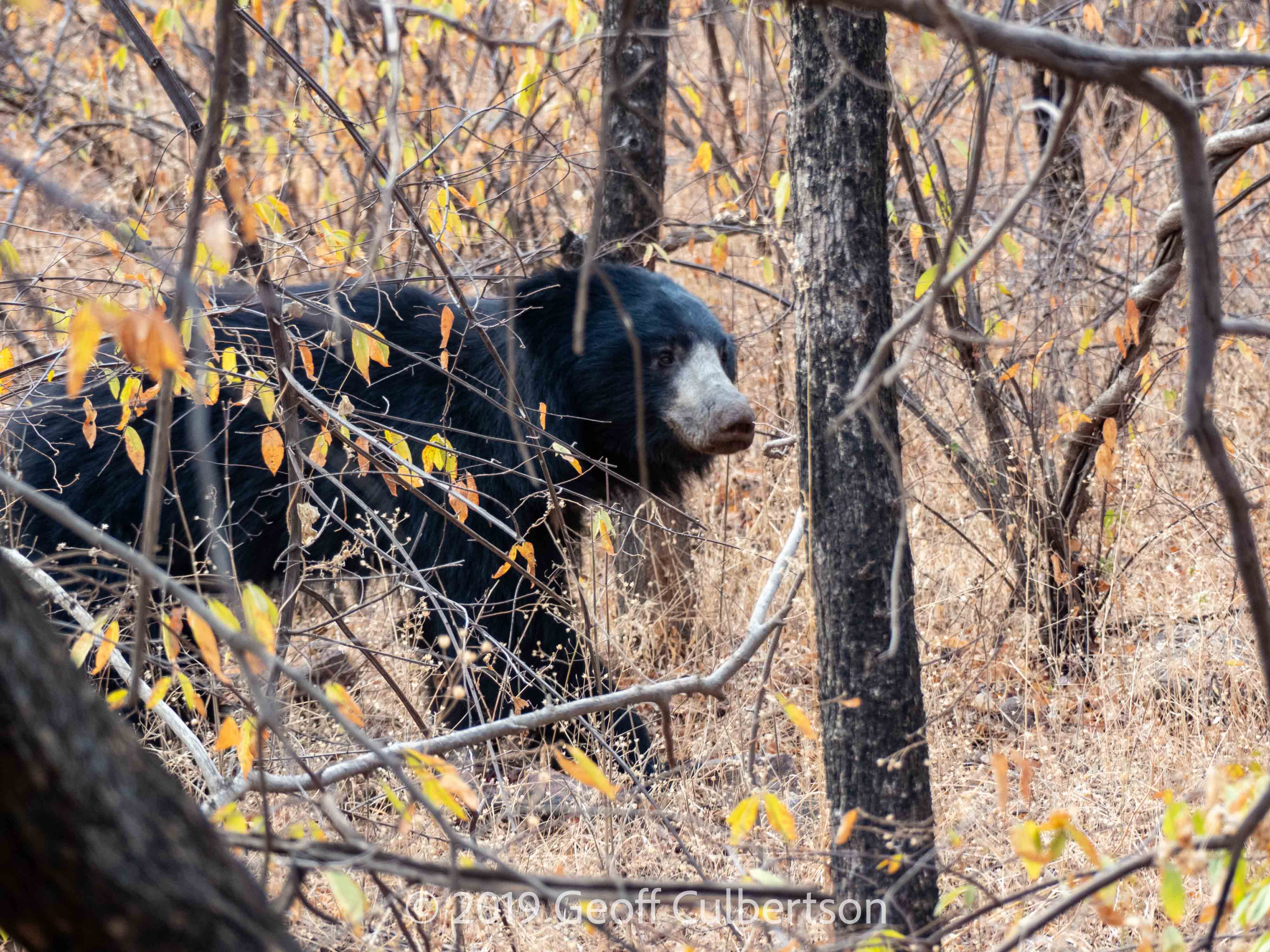 Melursus ursinus