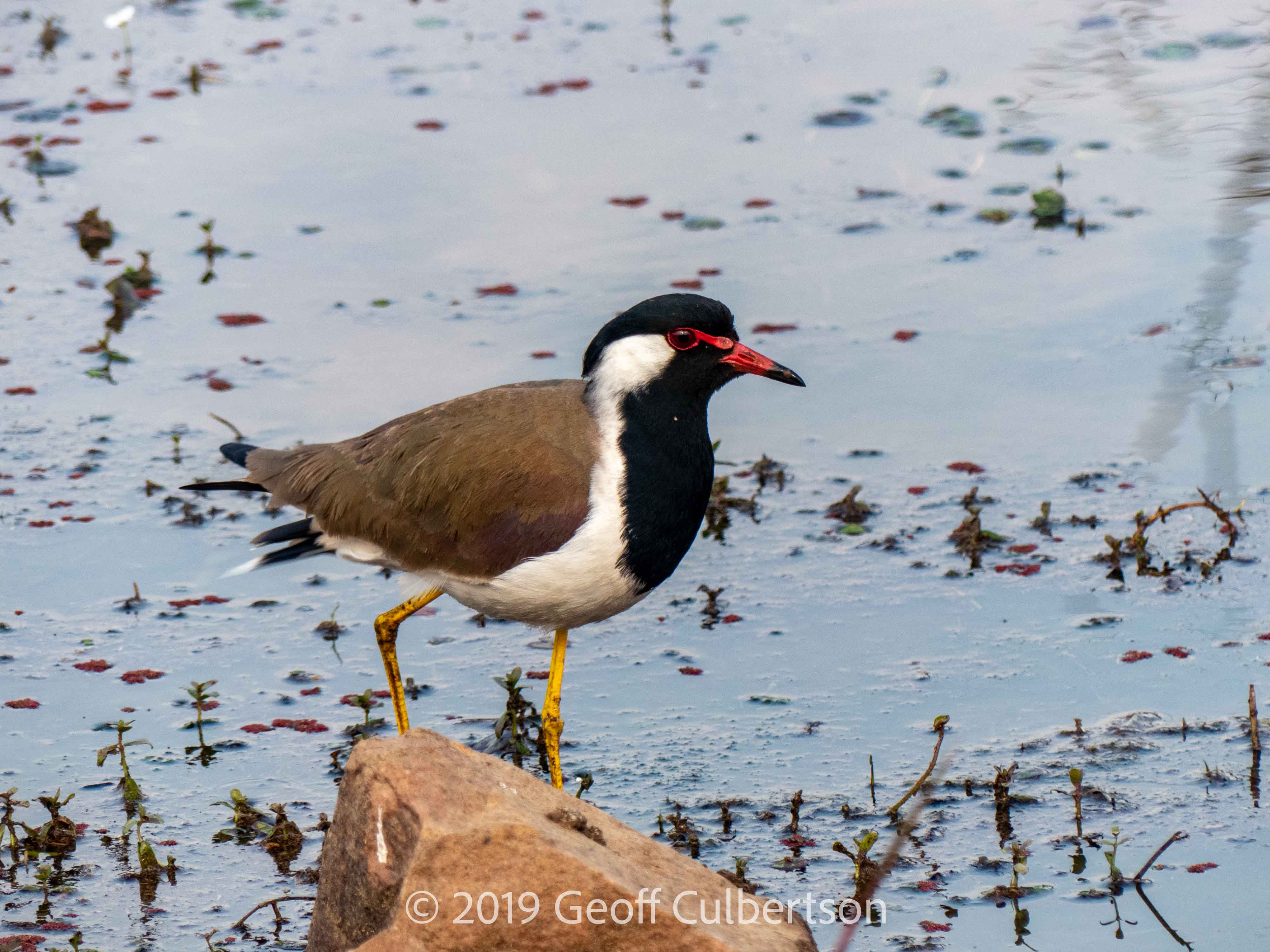 Vanellus indicus