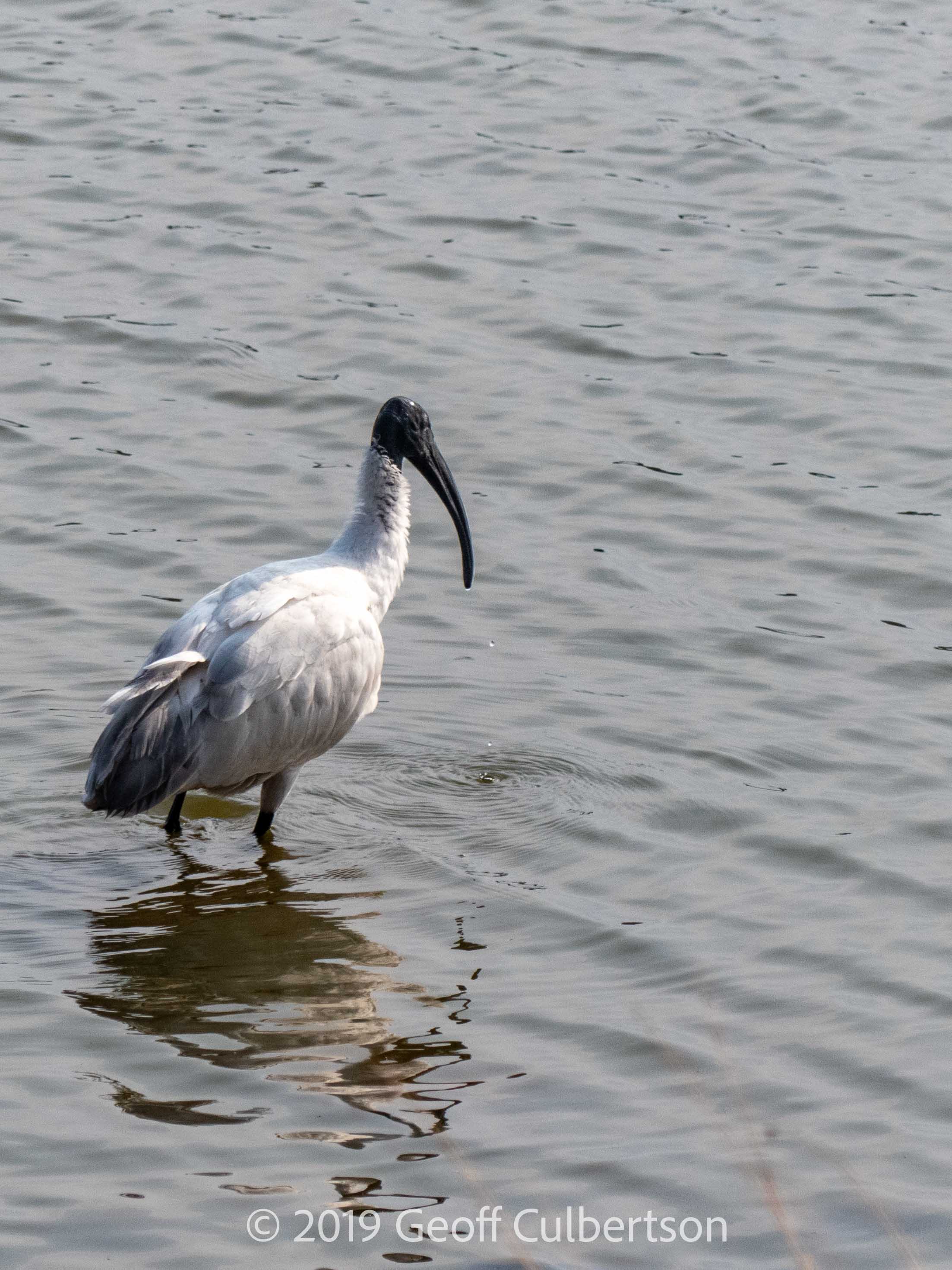 Threskiornis melanocephalus