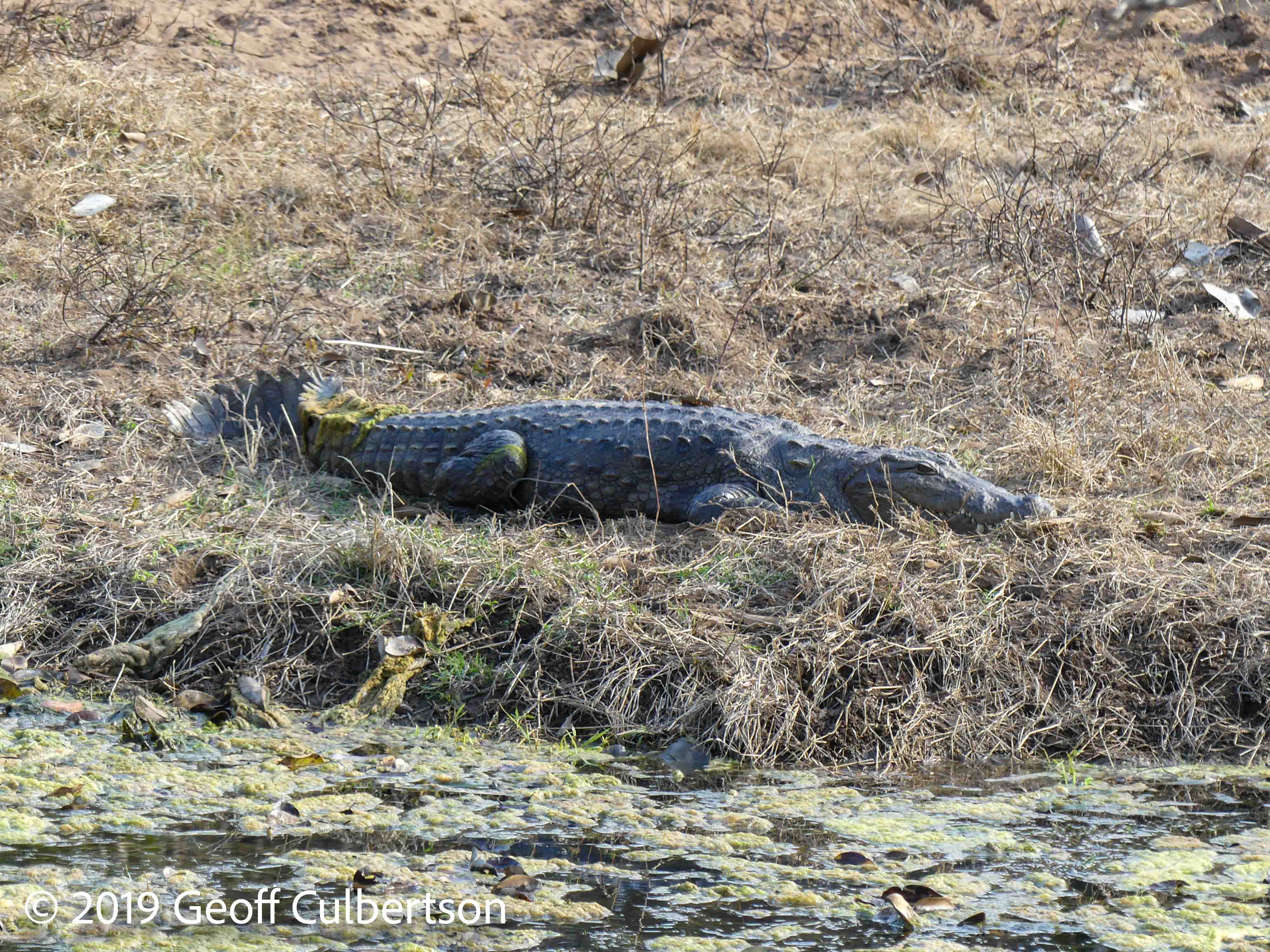 Crocodylus palustris
