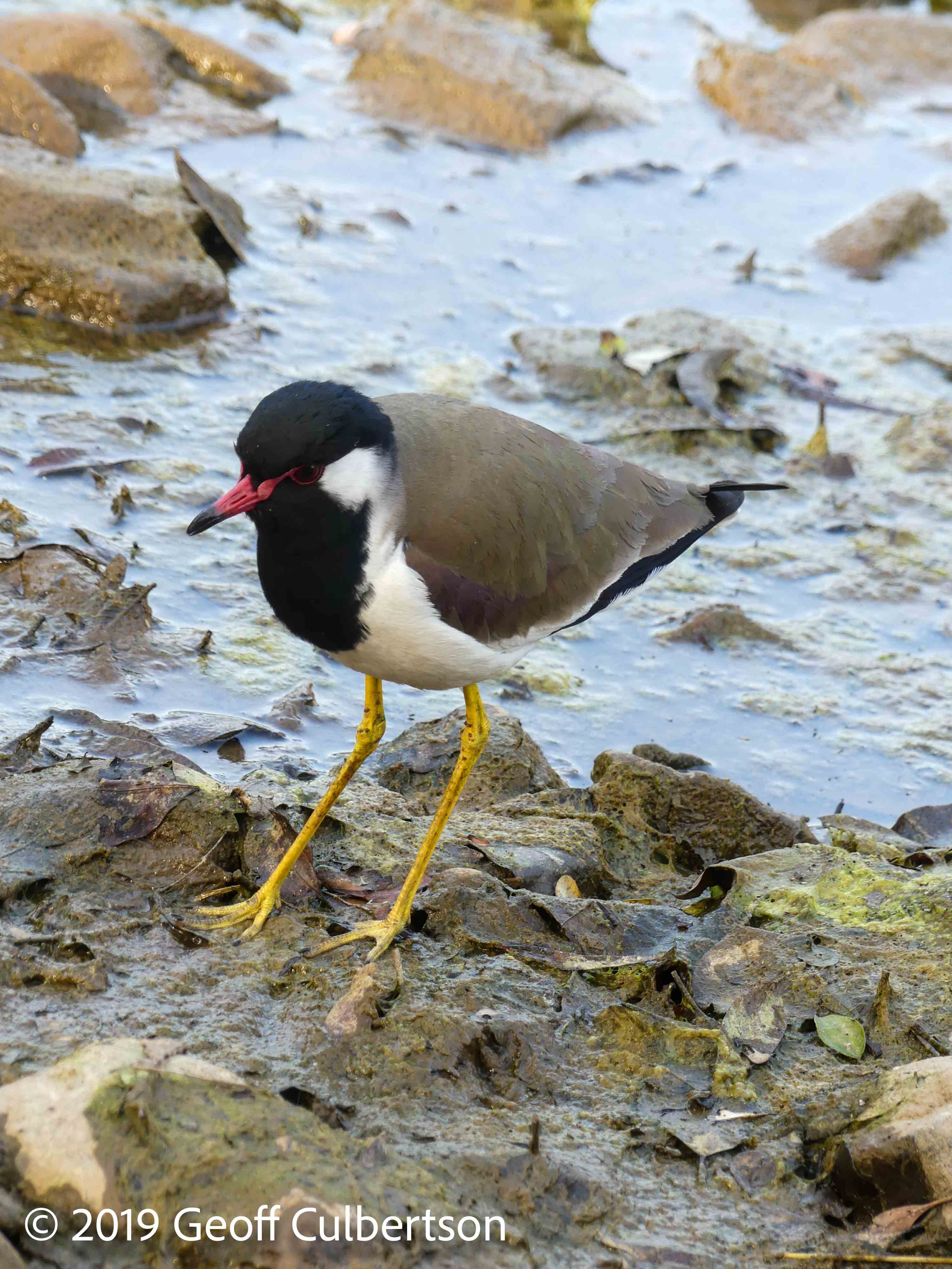 Vanellus indicus